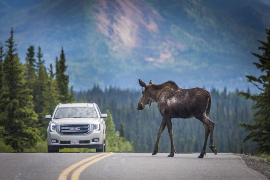 a GMC vehicle and a moose on a paved road in Alaska