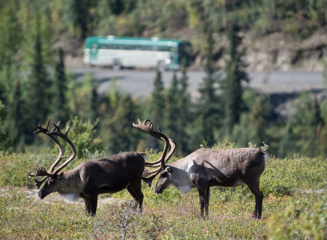 Visitors on a bus in Denali enjoy a caribou sighting from the Denali Park Road