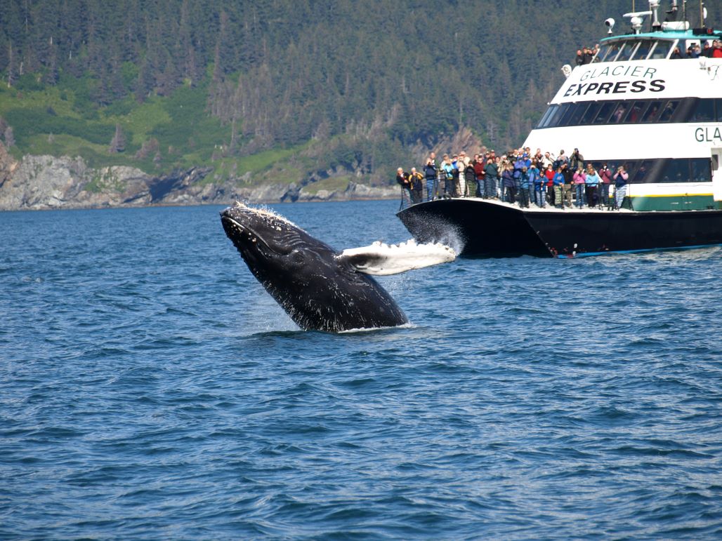 people on the bow of the tour boat 'Glacier Express' viewing a humpback whale breaching