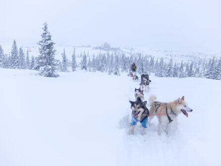 a sled dog team in a snowy Alaskan landscape; snow covered spruce trees in background