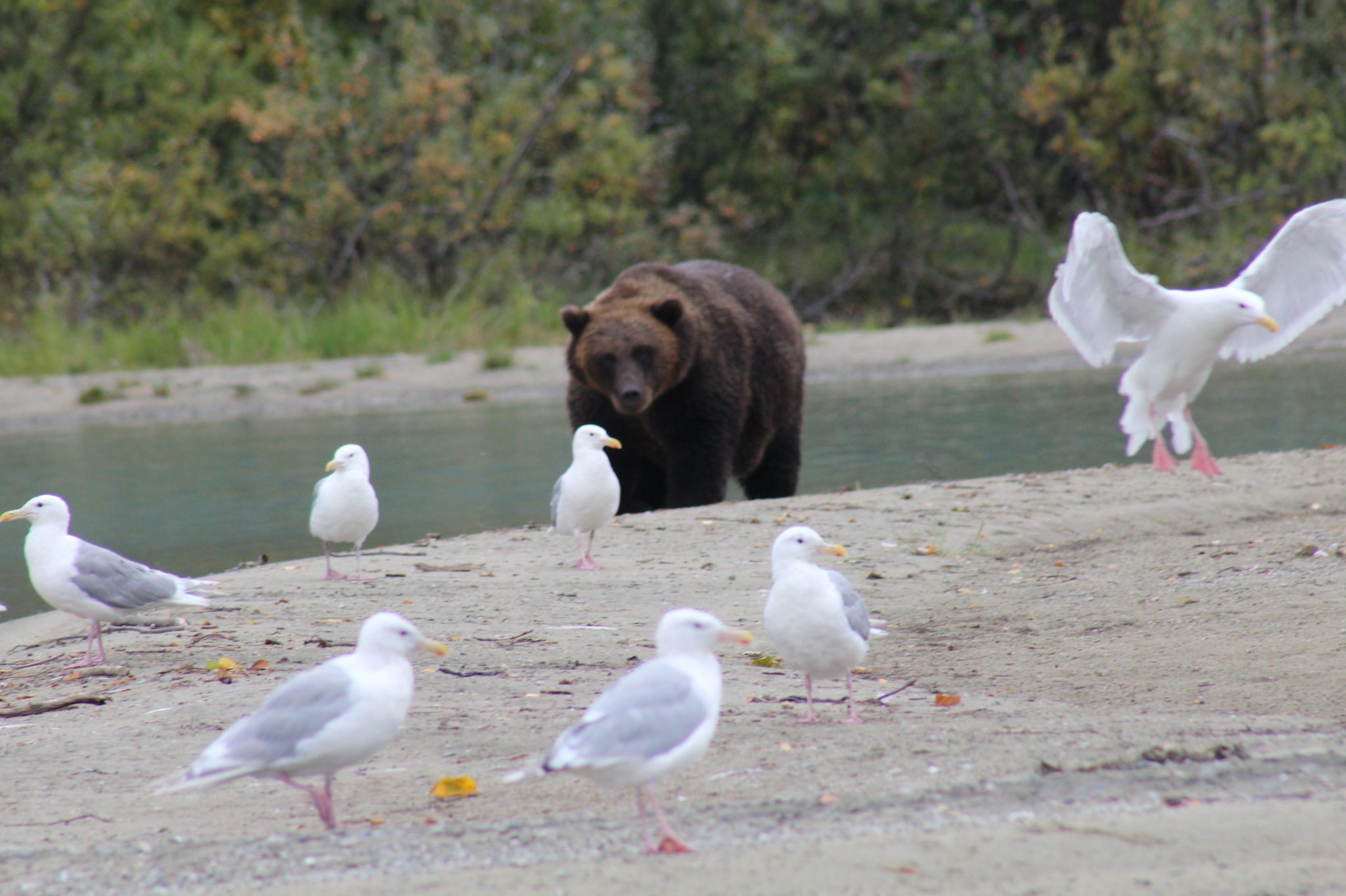 4Day Trips in Alaska What You Can Do with 4 Days in Alaska Tours