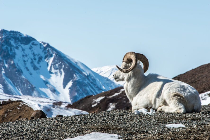 a Dall sheep ram in a mountainous area