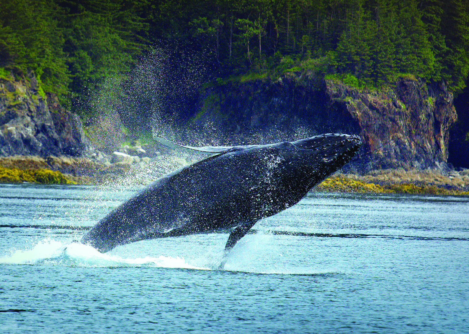 whale watching tours alaska