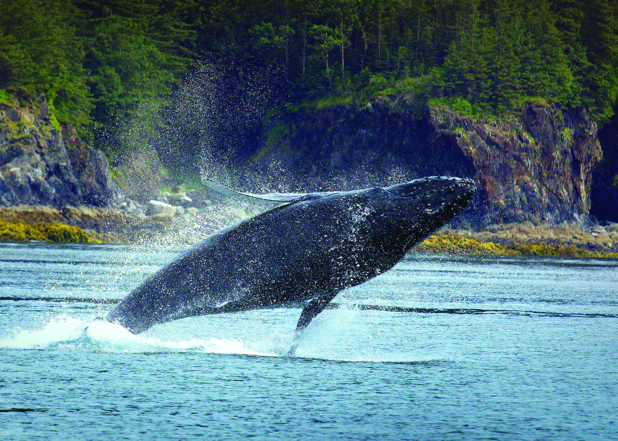 Juneau Alaska Day Tour; Juneau Whale Watching; Jet Boat Tour