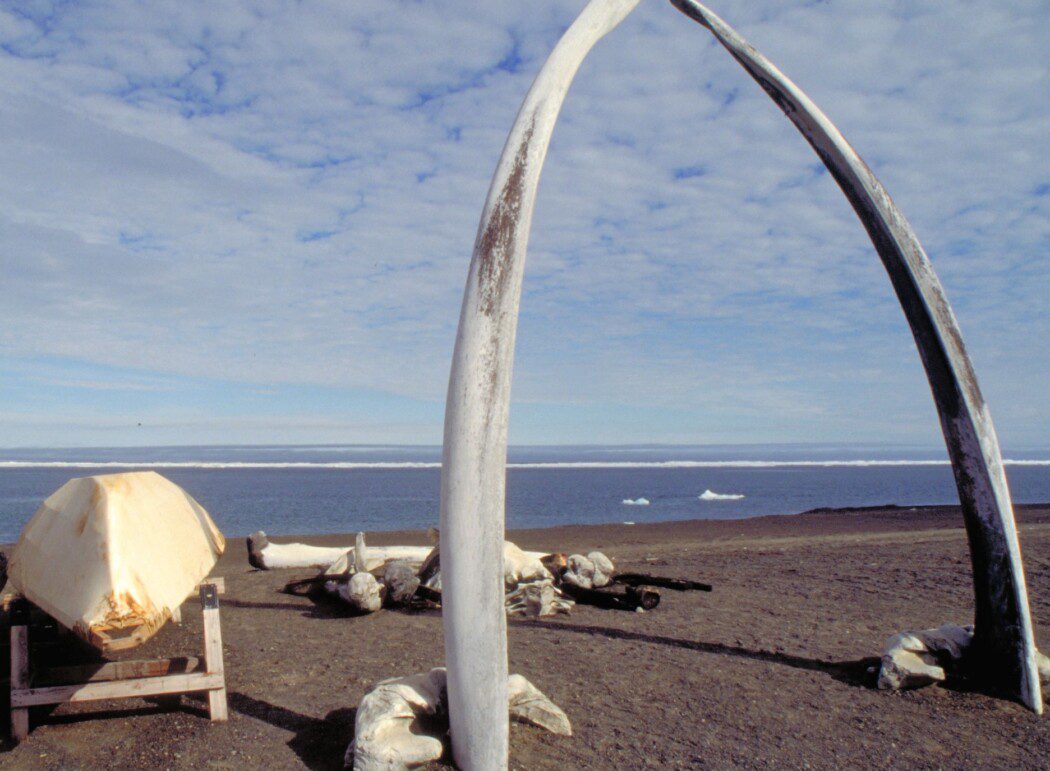 Fairbanks Alaska Day Tour Visit Barrow, Arctic Ocean, Coldfoot