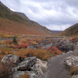 Denali National Park Scenery fall colors