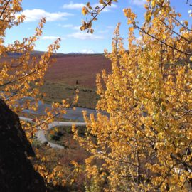 Denali National Park fall colors, Mt Denali in background