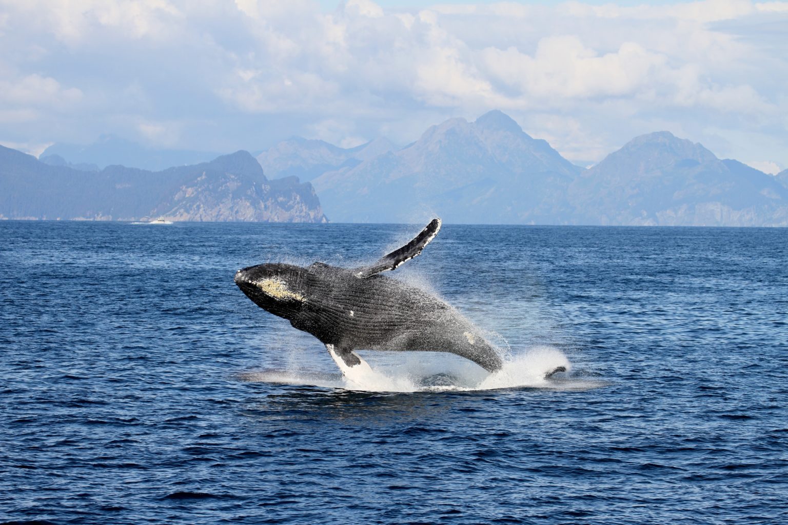 Seward Alaska Whale Watching Cruise | Resurrection Bay Whale Watching