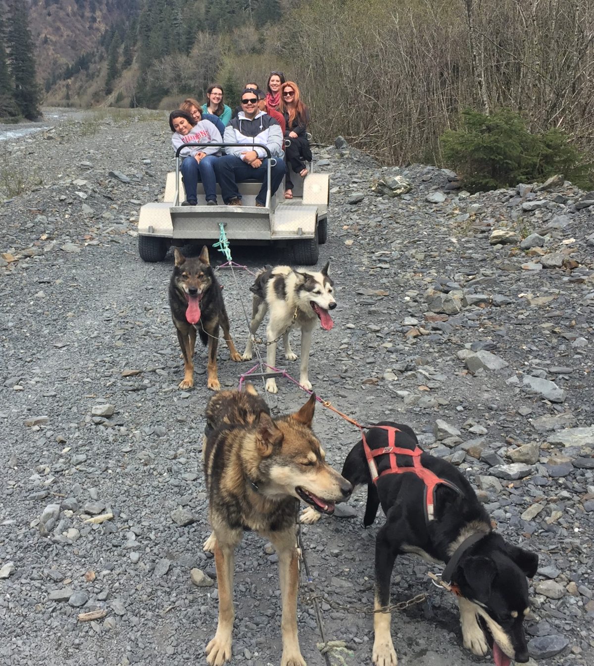 sled dog tours seward alaska