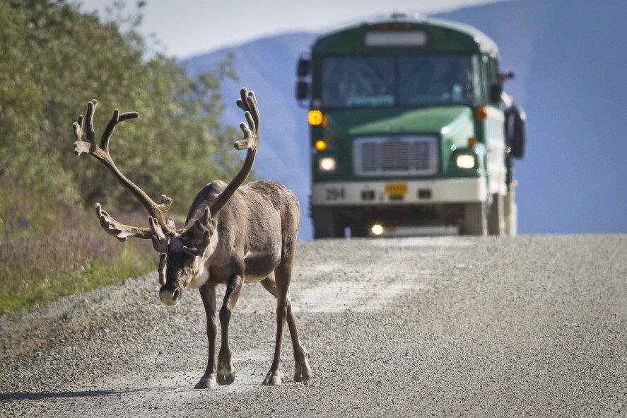 a caribou stands on a gravel road in front of a tour bus