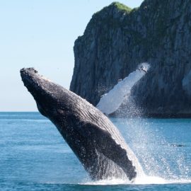 Kenai Fjords National Park, Humpback whale breaching