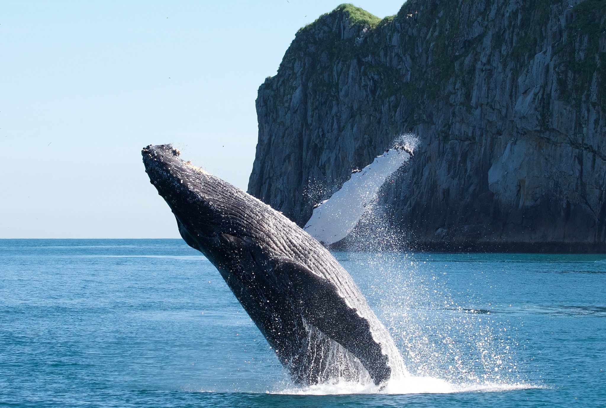 Национальный парк Кенай-Фьордс Аляска киты. Мадагаскар киты. Фото китов на Аляске. ПЕТКИТ. Аляска кит