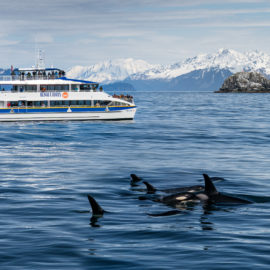 Kenai Fjords National Park day cruise, watching pod of orca from open deck