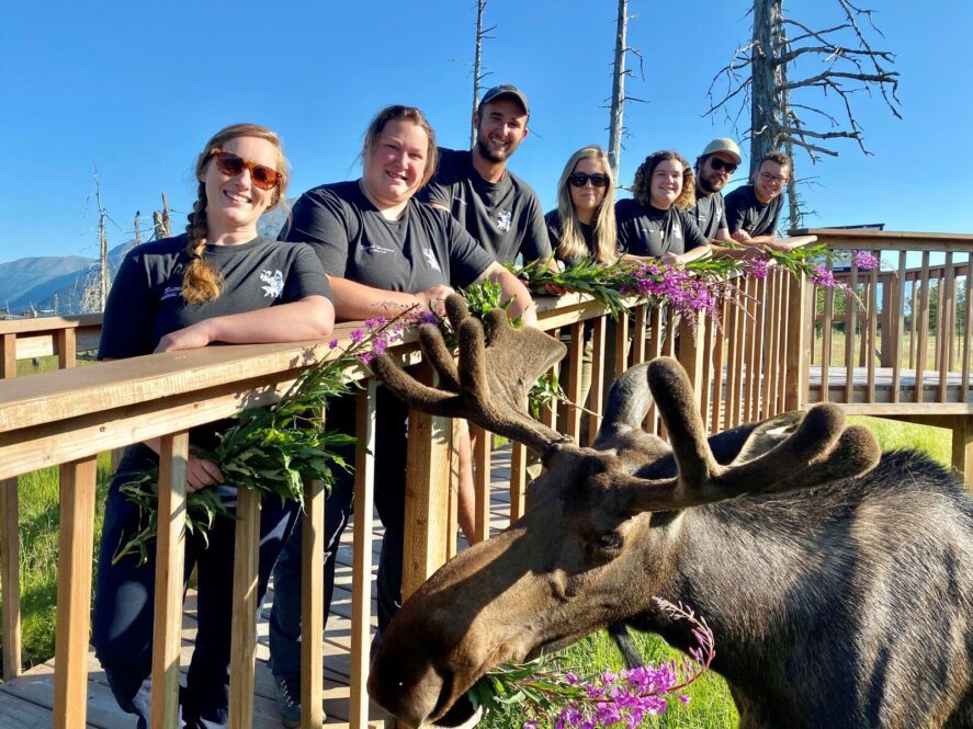 seven humans holding fireweed and posing with one moose at a wildlife conservation center