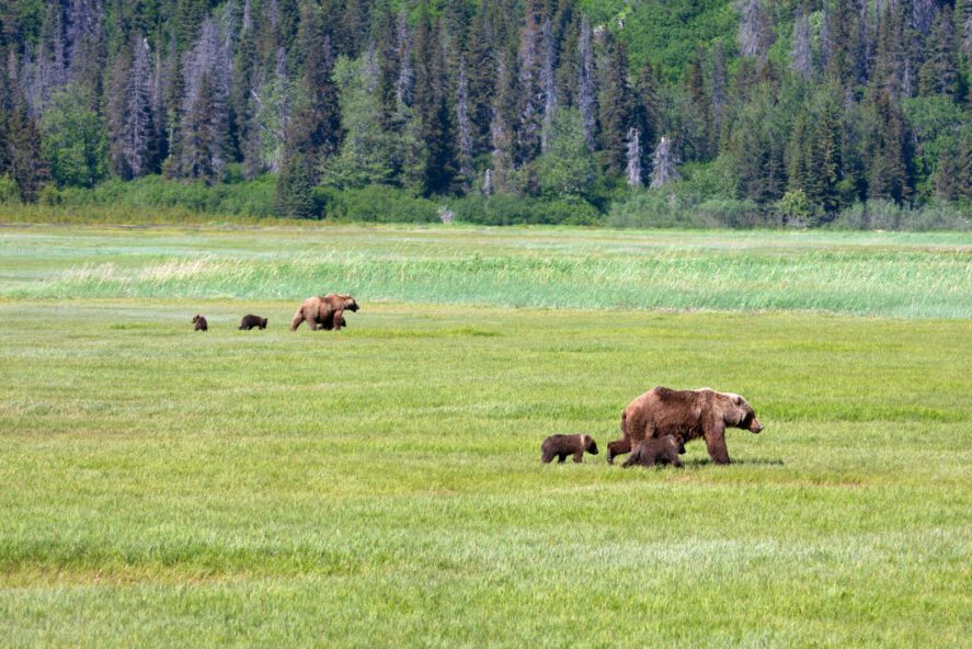two bear sows with their cubs on a grassy area in Lake Clark National Park