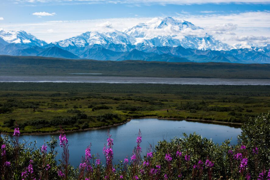 the mountain of Denali, a lake and fireweed flowers