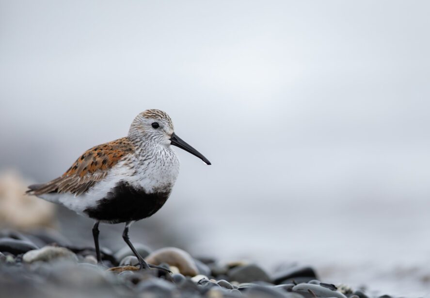 a Dunlin bird standing on a rocky coastline