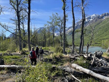 three people hiking in a wooded part of Alaska next to a river and mountains