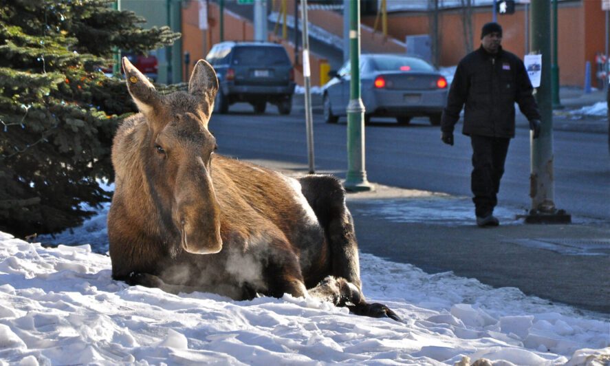 a moose sitting in a snow patch along a sidewalk in downtown Anchorage, Alaska