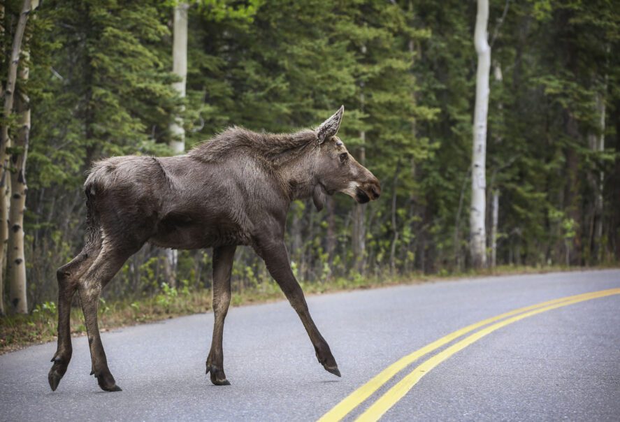 a young moose crossing a road in Alaska