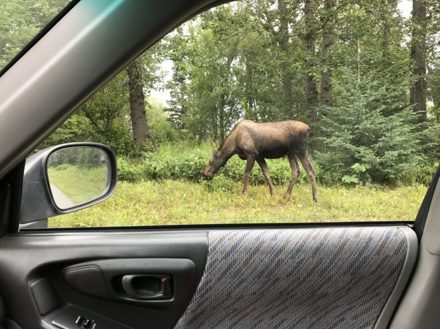 a moose browsing on vegetation seen through the passenger's side window of a car