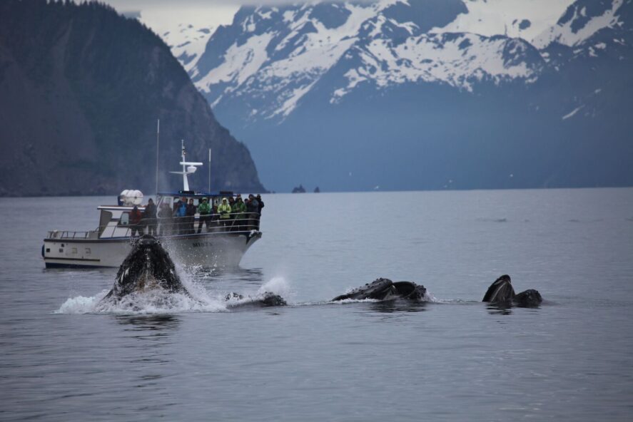 a tour boat watching a pod of humpback whales bubble net feeding in Kenai Fjords National Park