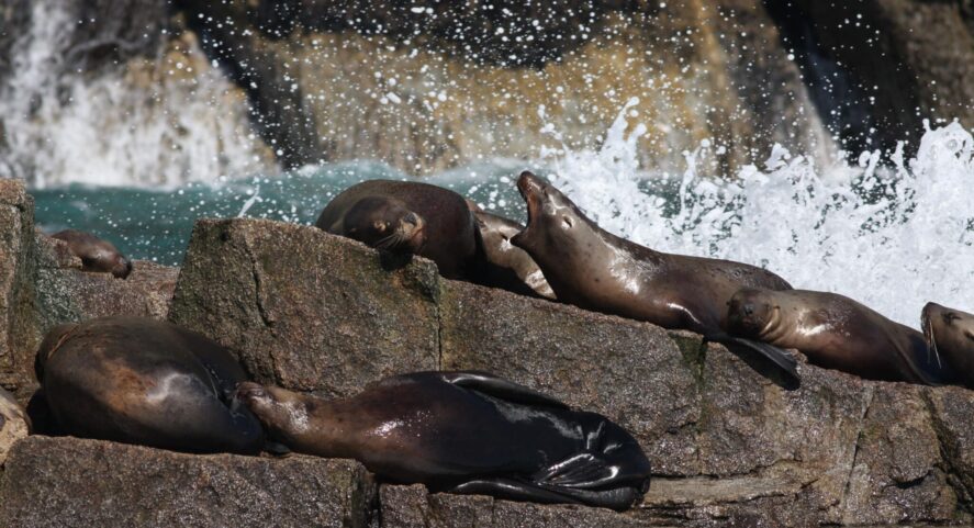 sea lions hauled out on a rock near sea level in Kenai Fjords National Park; waves splash in background