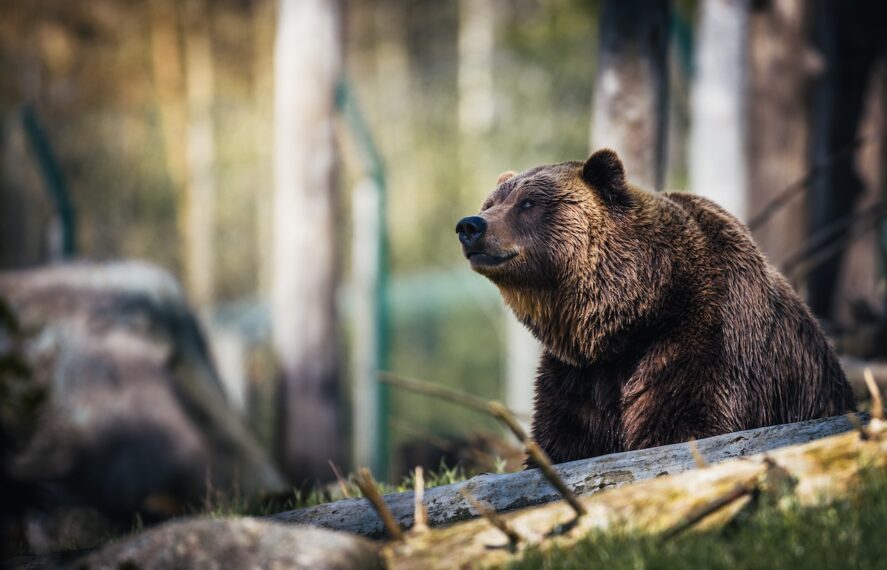 Brown Bear in an Alaskan Forest