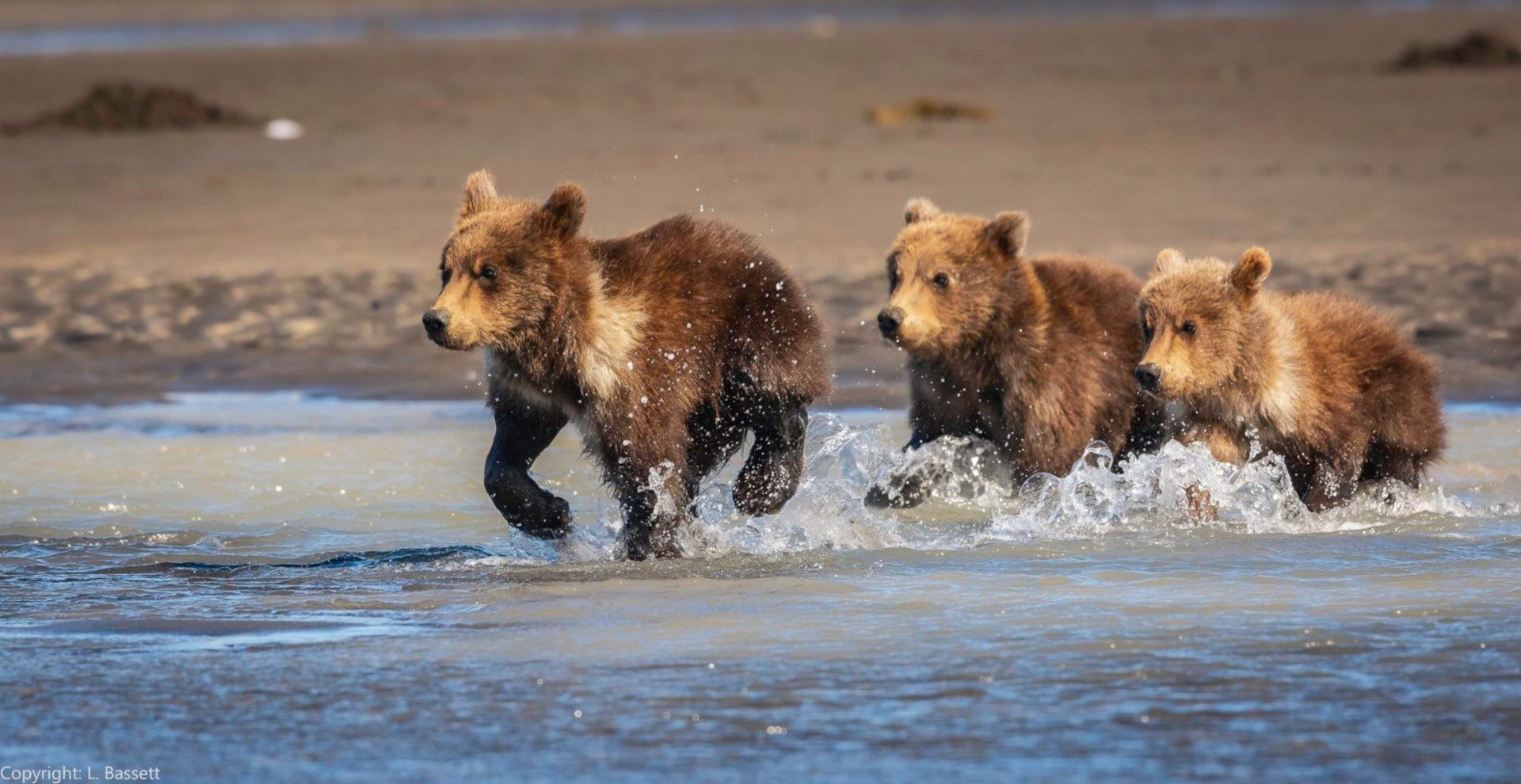 homer bear tours by boat