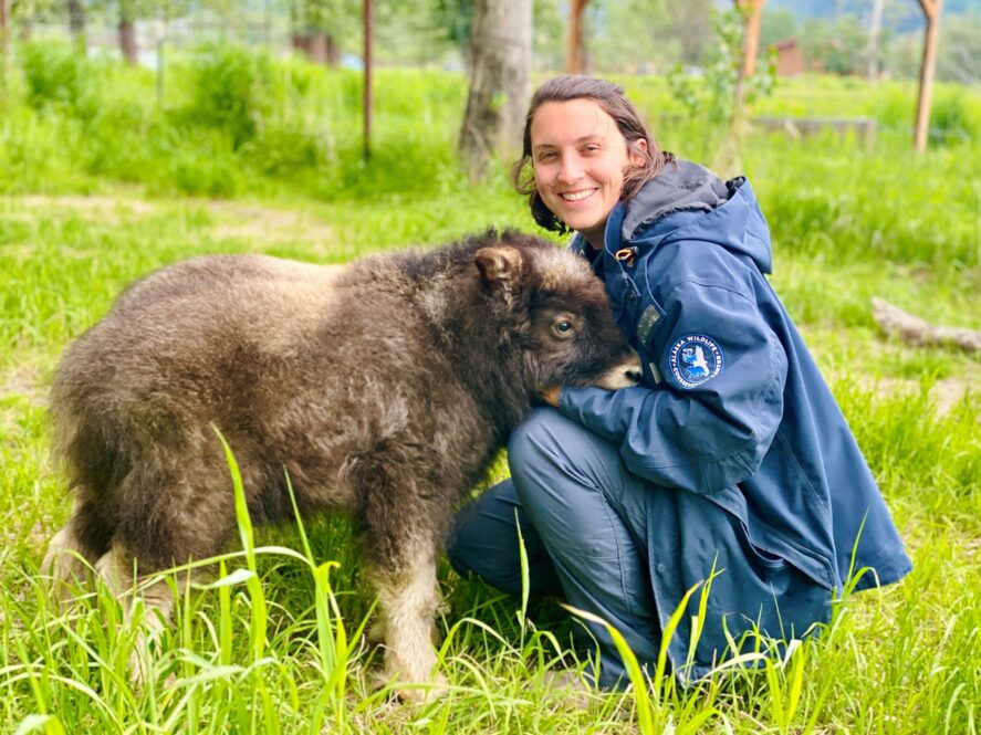 AWCC Animal Care Staff with a baby Muskox