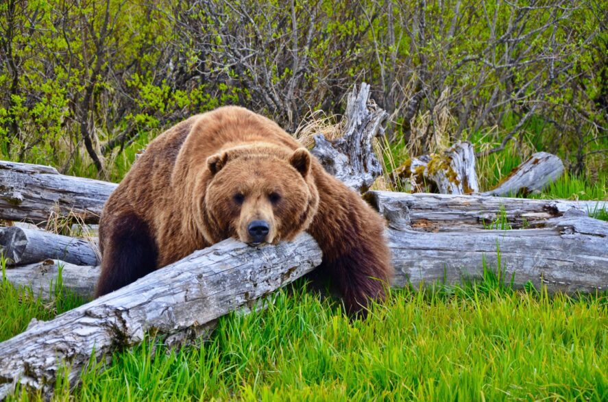 Photo of a brown grizzly bear by Nicole Geils