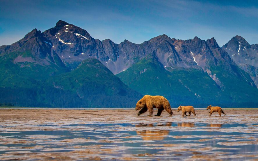 Grizzly bear walking with her cubs in Alaskan Marshlands.