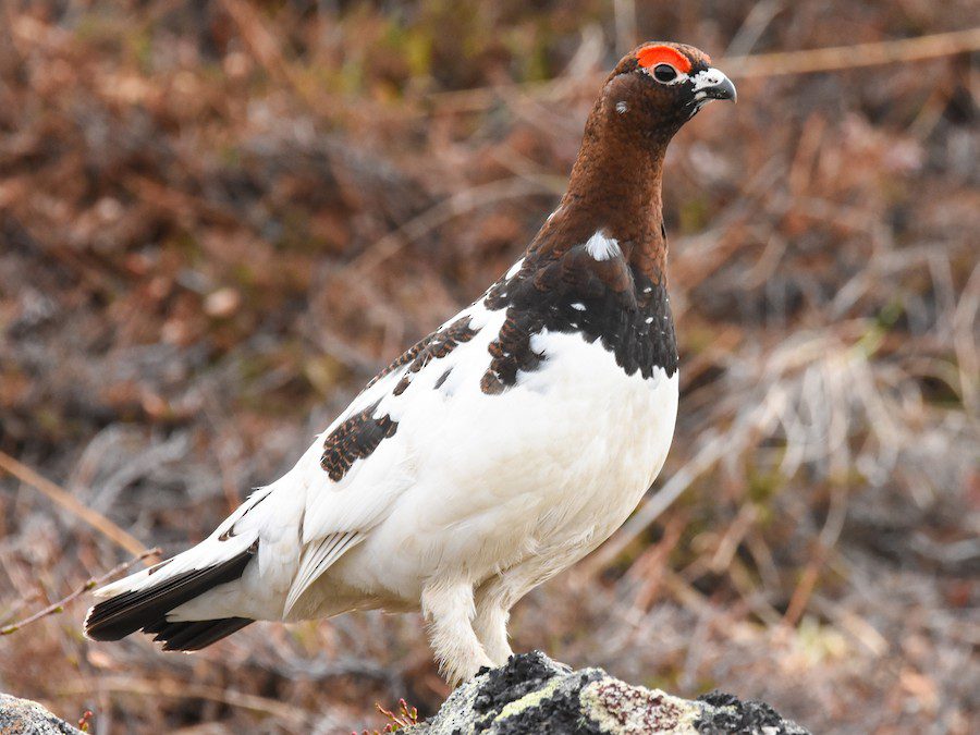 Alaska Birds 