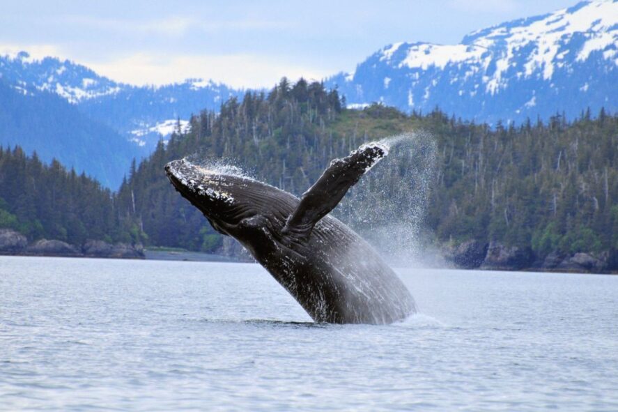 Whale breaching