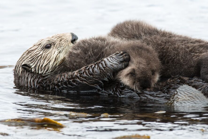 Sea otter mom with pup lying on her stomach