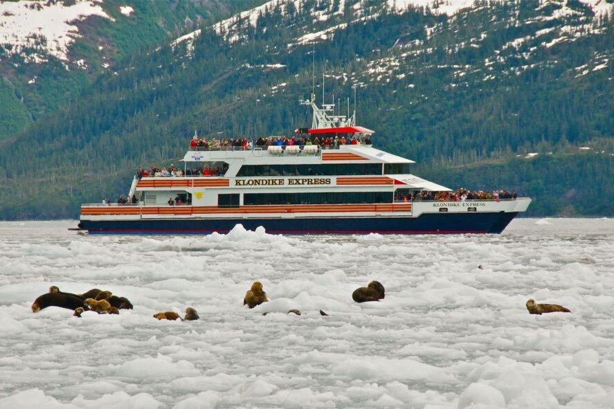 Wildlife cruise behind sea otters on glacier ice