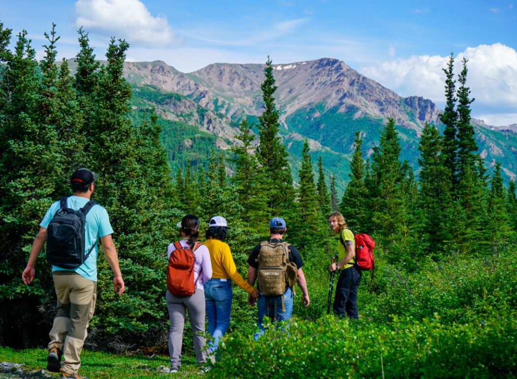 A group of people is hiking off-trail through boreal forest just outside of Denali National Park.