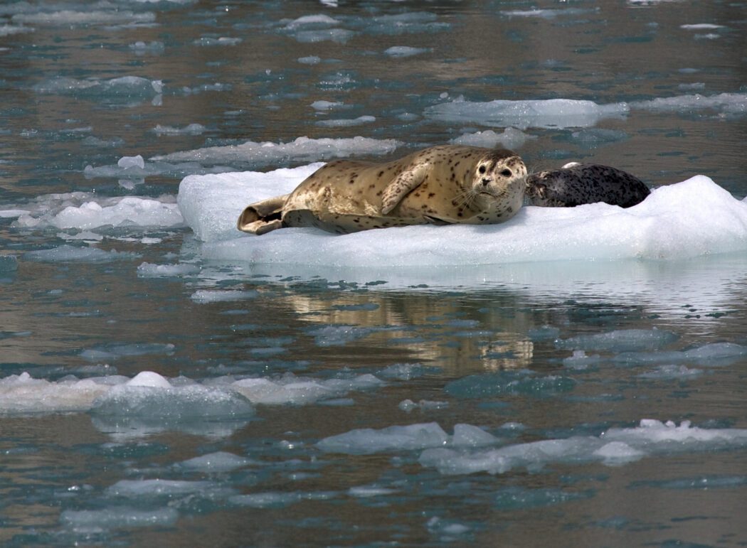 Harbor Seal in Kenai Fjords National Park