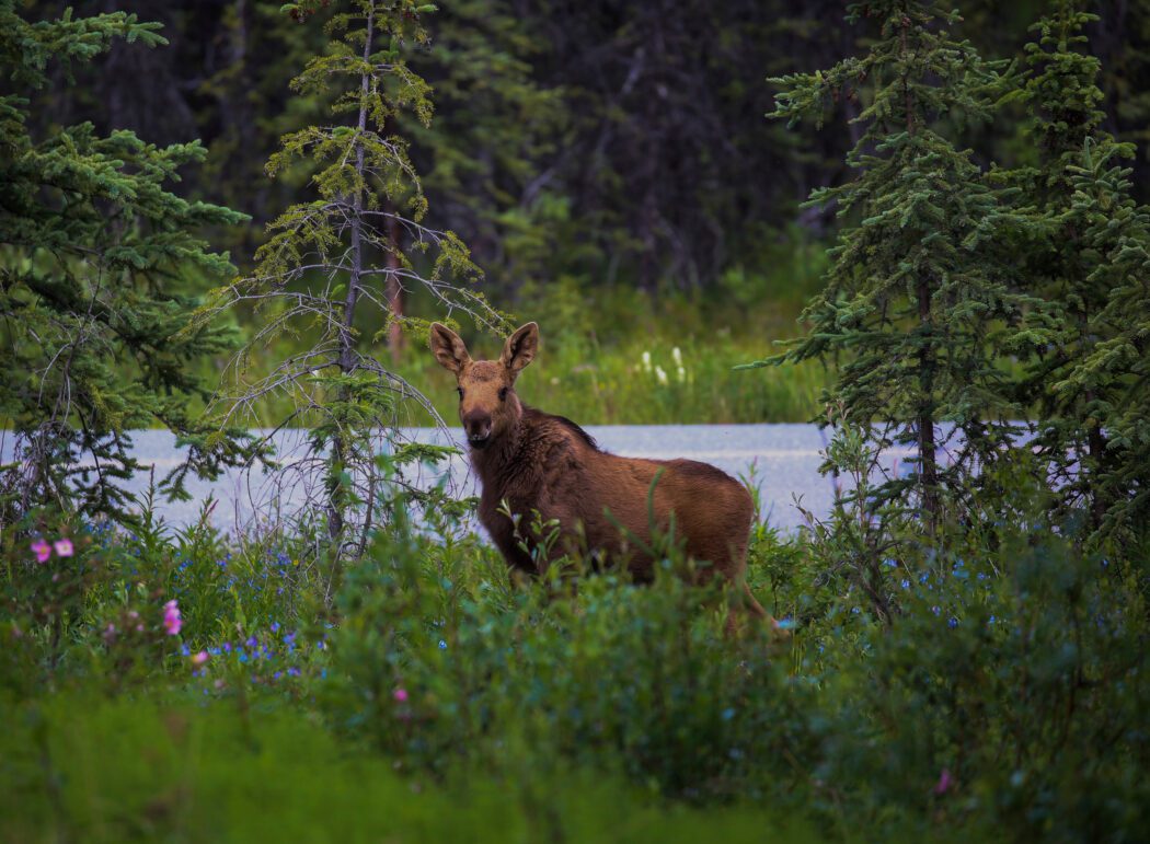 moose looking up at lake