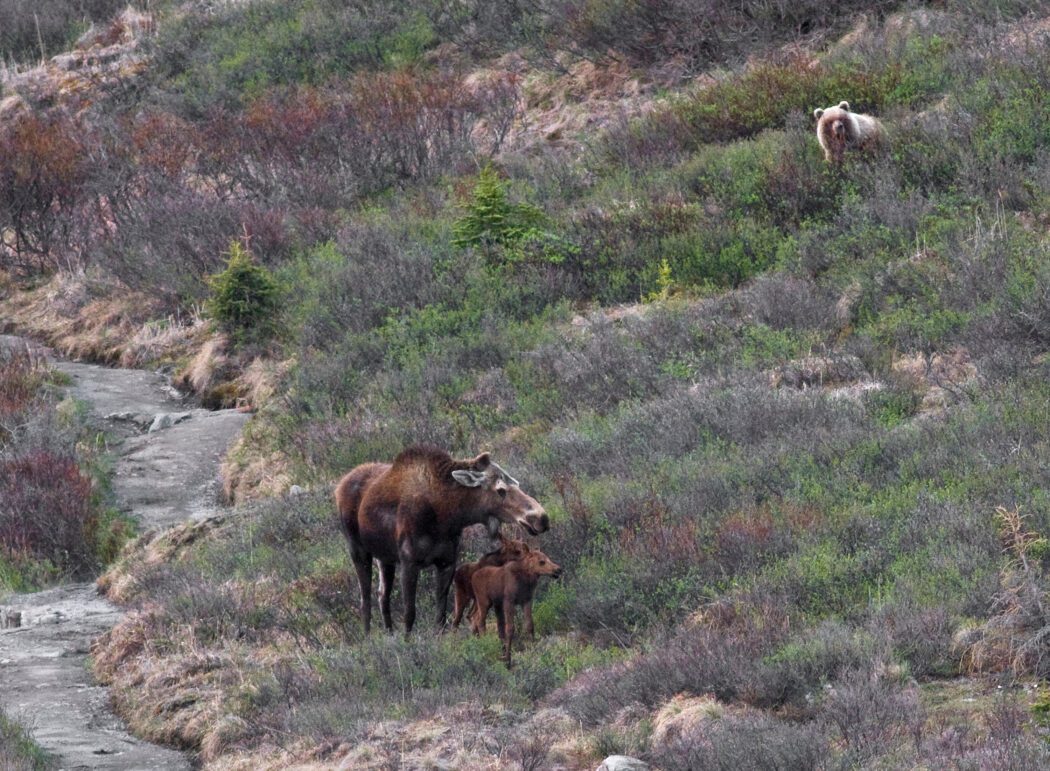 moose in Denali