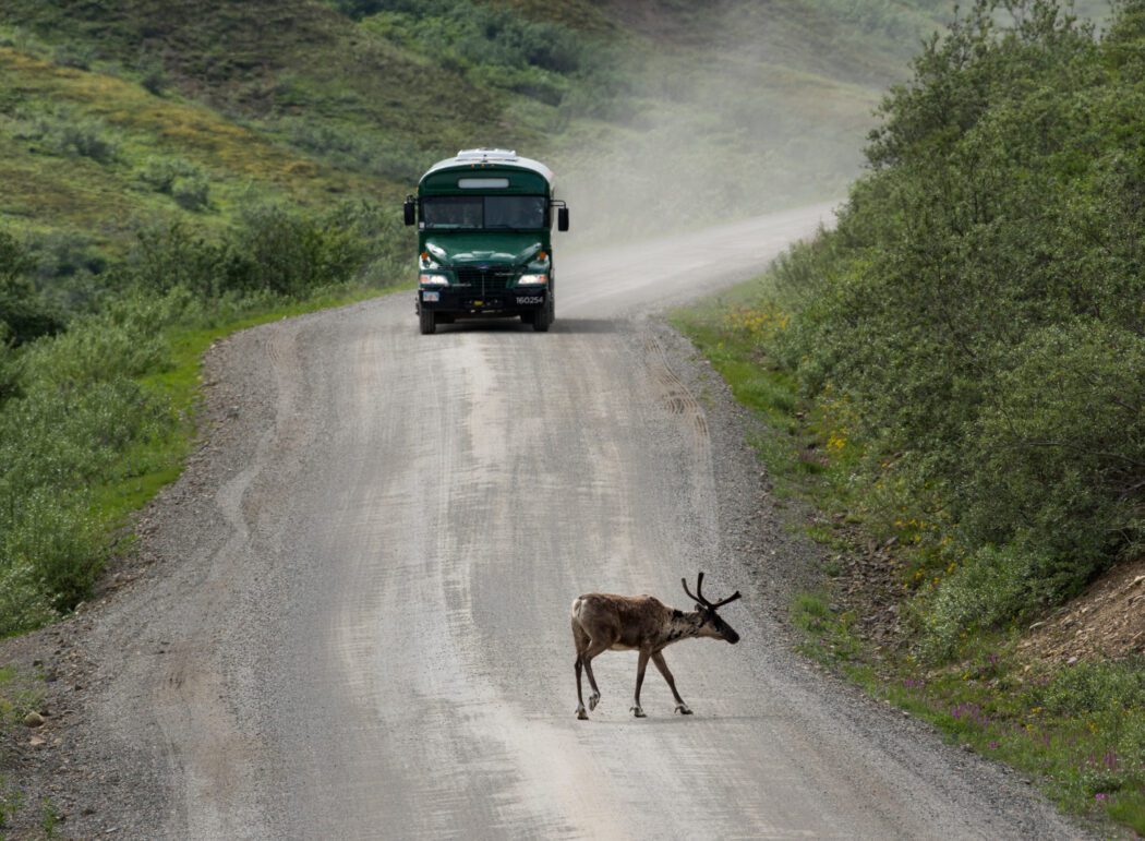 Denali caribou road crossing