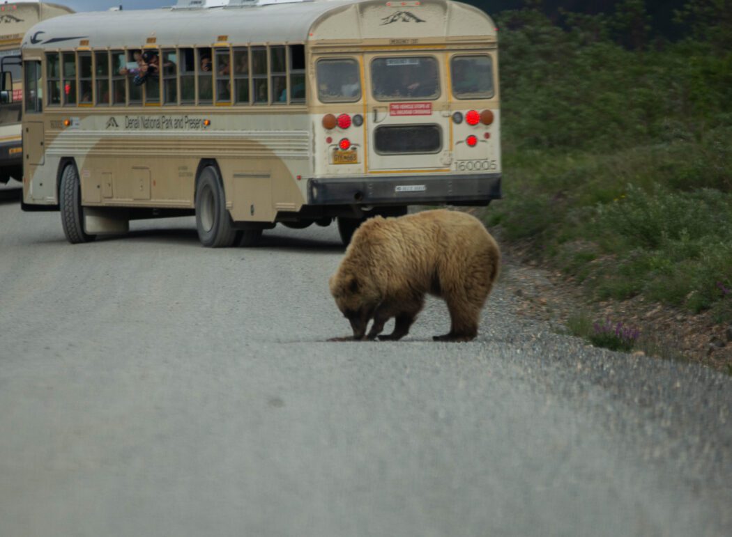 Experience a bear on a Denali bus tour.