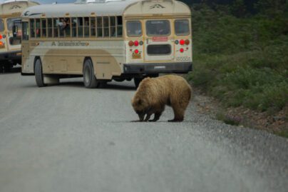 Experience a bear on a Denali bus tour.