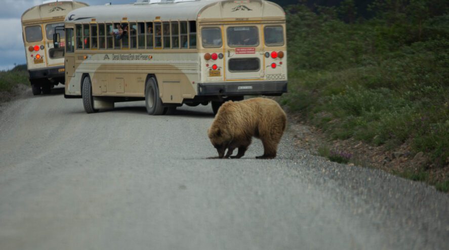 Experience a bear on a Denali bus tour.