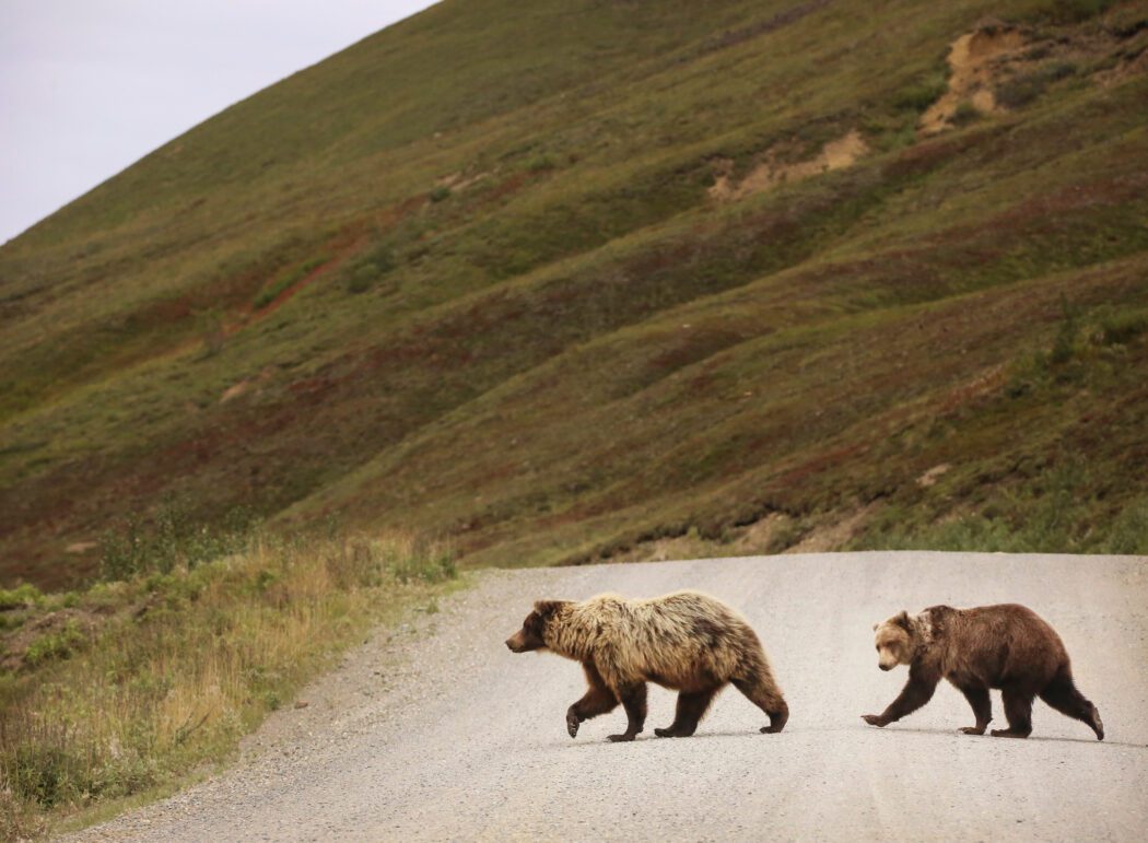 bears crossing road in Denali