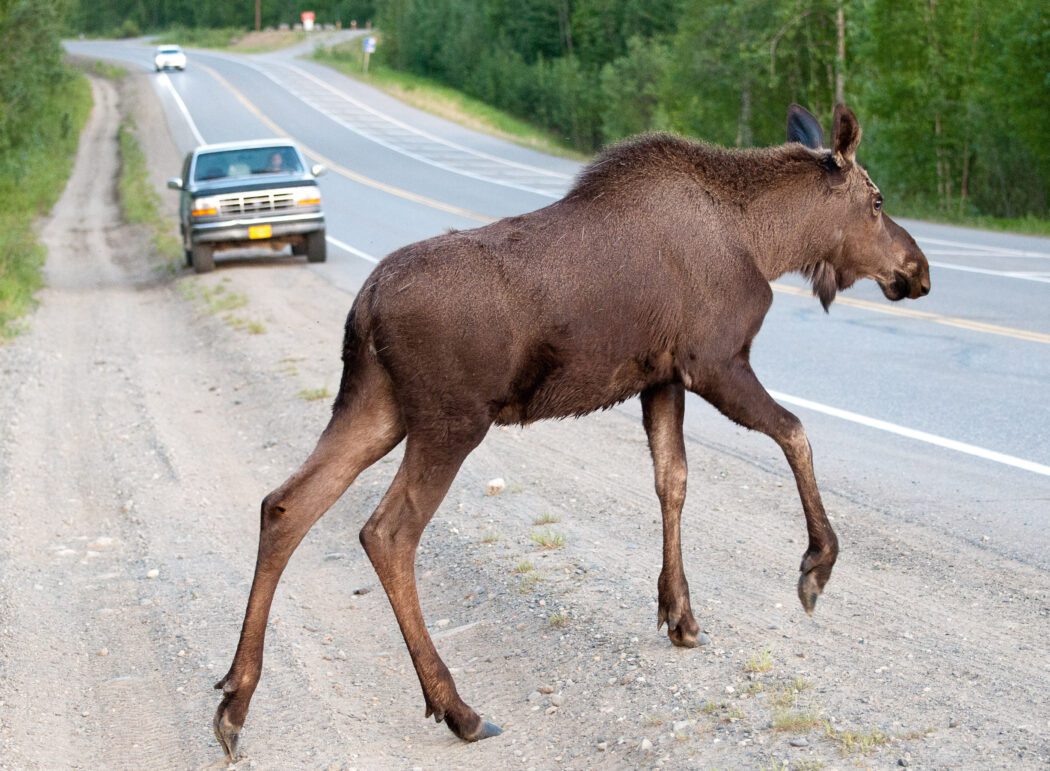 Moose road crossing