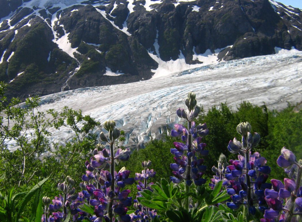 Exit glacier with lupine