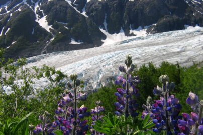 Exit glacier with lupine