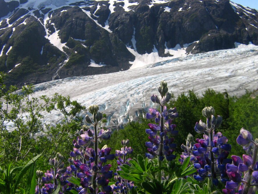 Exit glacier with lupine