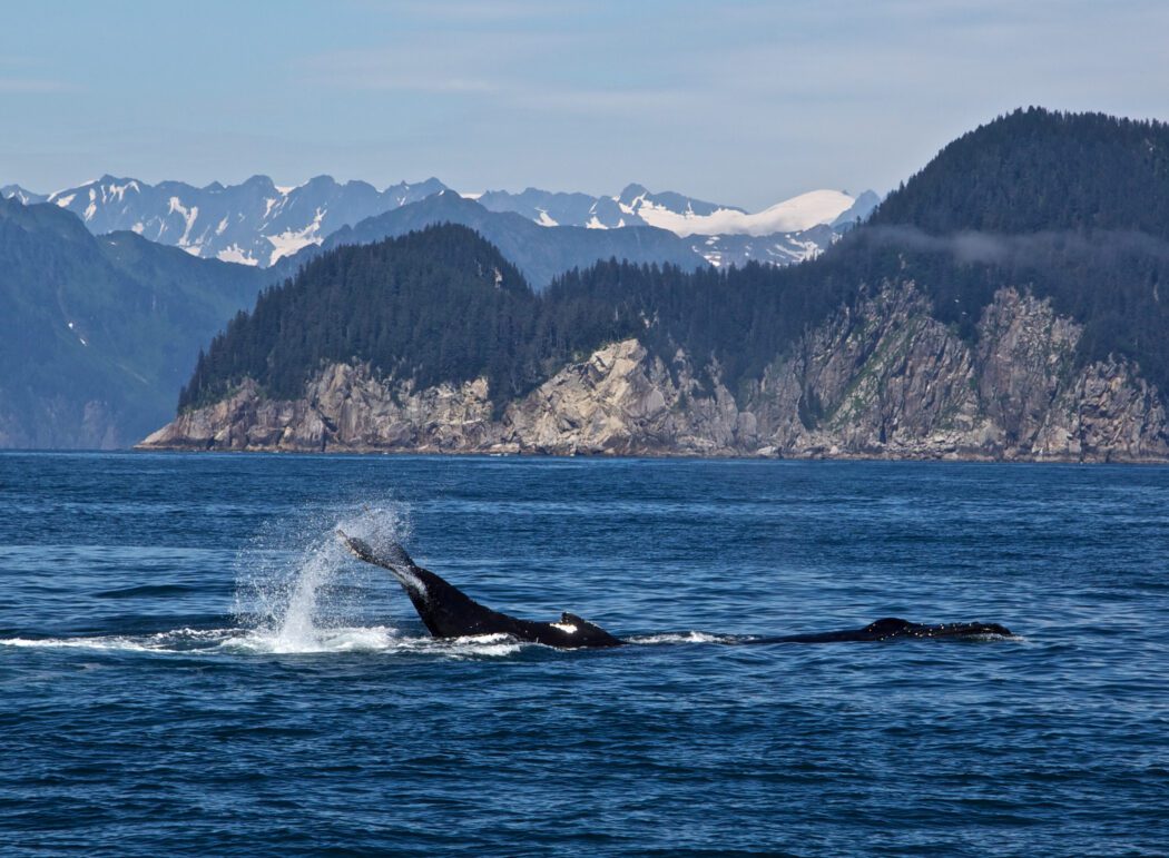 humback whale in Kenai Fjords National Park